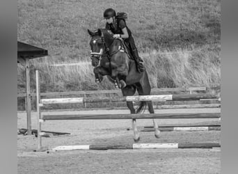 Warmblood checo, Yegua, 13 años, 167 cm, Alazán