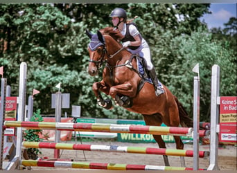 Warmblood checo, Yegua, 13 años, 167 cm, Alazán