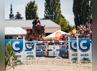 Warmblood checo, Yegua, 13 años, 172 cm, Alazán