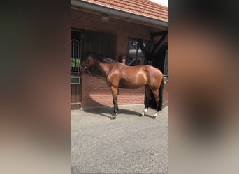 Warmblood checo, Yegua, 14 años, 164 cm, Castaño rojizo