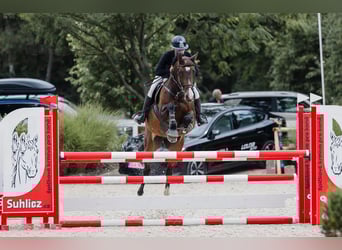 Warmblood checo, Yegua, 14 años, 165 cm, Castaño
