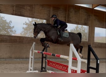Warmblood checo, Yegua, 14 años, 165 cm, Castaño