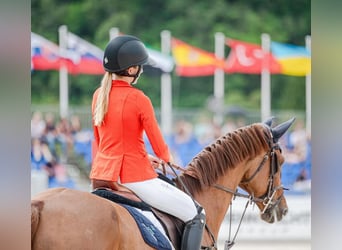 Warmblood checo, Yegua, 14 años, 172 cm, Alazán