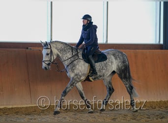 Warmblood checo, Yegua, 14 años, 175 cm, Tordo