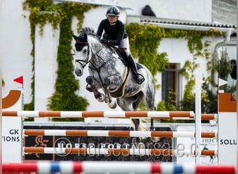 Warmblood checo, Yegua, 14 años, 175 cm, Tordo