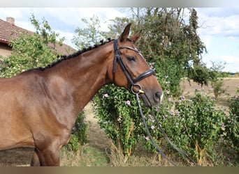 Warmblood checo, Yegua, 15 años, Castaño