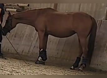 Warmblood checo, Yegua, 18 años, 161 cm, Alazán