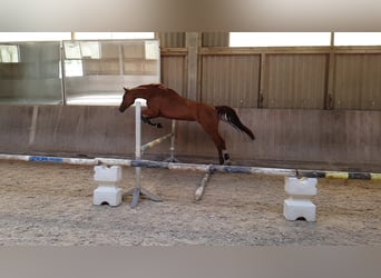 Warmblood checo, Yegua, 18 años, 161 cm, Alazán