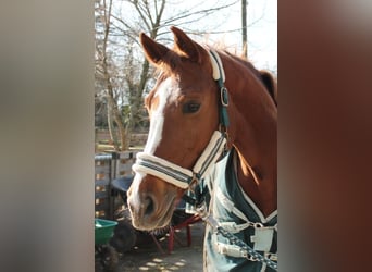 Warmblood checo, Yegua, 18 años, 161 cm, Alazán