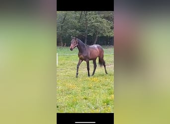 Warmblood checo, Yegua, 1 año, 155 cm, Castaño oscuro