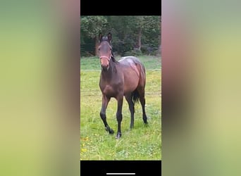 Warmblood checo, Yegua, 1 año, 155 cm, Castaño oscuro