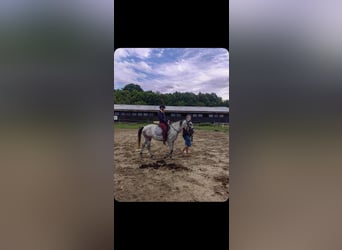 Warmblood checo, Yegua, 3 años, 150 cm, Tordo