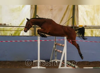 Warmblood checo, Yegua, 3 años, 160 cm, Castaño