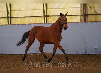 Warmblood checo, Yegua, 3 años, 160 cm, Castaño