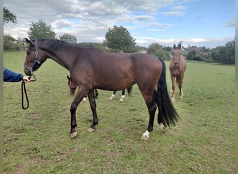 Warmblood checo, Yegua, 3 años, 169 cm