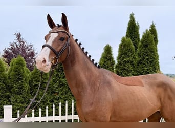 Warmblood checo, Yegua, 4 años, 164 cm, Castaño