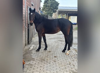 Warmblood checo, Yegua, 4 años, 164 cm, Castaño oscuro