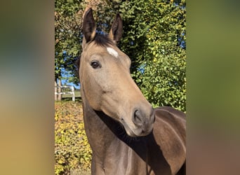 Warmblood checo, Yegua, 4 años, 170 cm, Buckskin/Bayo