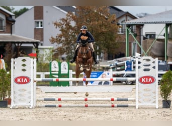 Warmblood checo, Yegua, 5 años, 165 cm, Castaño