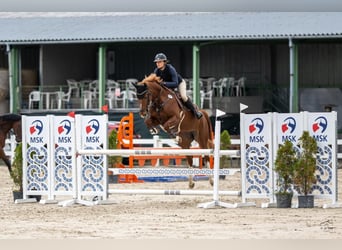 Warmblood checo, Yegua, 5 años, 165 cm, Castaño