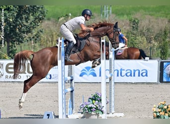 Warmblood checo, Yegua, 5 años, 165 cm, Castaño