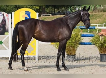 Warmblood checo, Yegua, 5 años, 165 cm, Morcillo