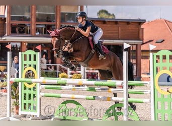 Warmblood checo, Yegua, 5 años, 167 cm, Castaño