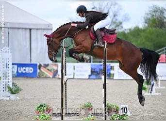 Warmblood checo, Yegua, 5 años, 167 cm, Castaño