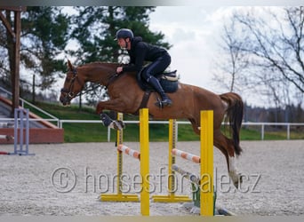 Warmblood checo, Yegua, 5 años, 169 cm, Alazán