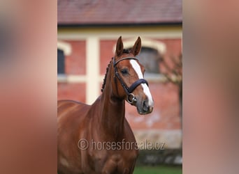 Warmblood checo, Yegua, 5 años, 169 cm, Alazán