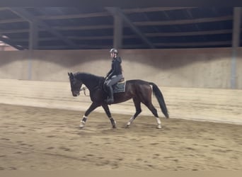 Warmblood checo, Yegua, 5 años, 170 cm, Castaño oscuro