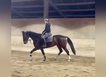 Warmblood checo, Yegua, 5 años, 170 cm, Castaño oscuro