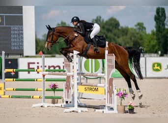 Warmblood checo, Yegua, 5 años, 175 cm, Castaño