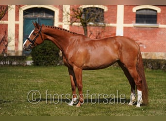 Warmblood checo, Yegua, 6 años, 163 cm, Alazán