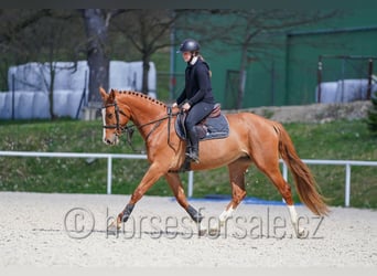 Warmblood checo, Yegua, 6 años, 163 cm, Alazán