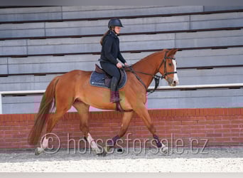 Warmblood checo, Yegua, 6 años, 163 cm, Alazán