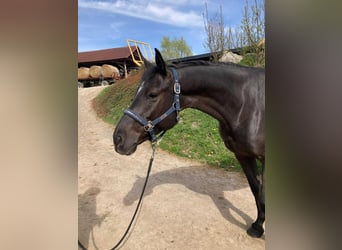 Warmblood checo, Yegua, 6 años, 166 cm, Castaño