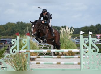 Warmblood checo, Yegua, 6 años, 167 cm, Castaño