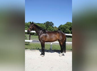 Warmblood checo, Yegua, 6 años, 167 cm, Castaño oscuro