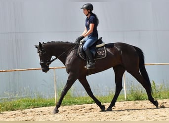 Warmblood checo, Yegua, 6 años, 169 cm, Negro