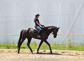Warmblood checo, Yegua, 6 años, 169 cm, Negro