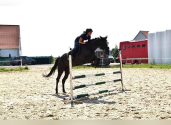 Warmblood checo, Yegua, 6 años, 169 cm, Negro