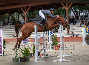 Warmblood checo, Yegua, 6 años, 171 cm, Alazán