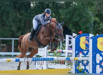 Warmblood checo, Yegua, 6 años, 171 cm, Alazán
