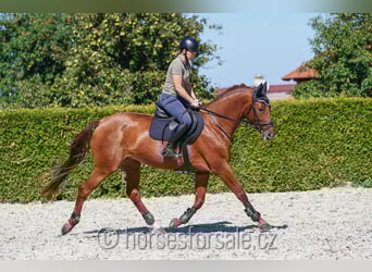 Warmblood checo, Yegua, 6 años, 171 cm, Alazán