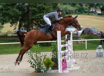 Warmblood checo, Yegua, 6 años, 171 cm, Alazán