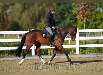 Warmblood checo, Yegua, 6 años, 171 cm, Castaño