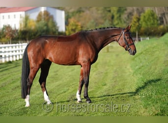 Warmblood checo, Yegua, 6 años, 171 cm, Castaño