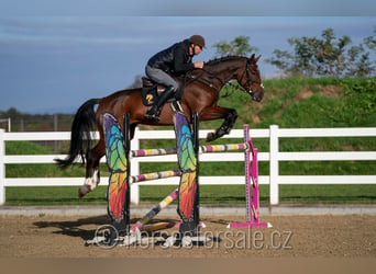 Warmblood checo, Yegua, 6 años, 171 cm, Castaño