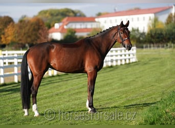 Warmblood checo, Yegua, 6 años, 171 cm, Castaño